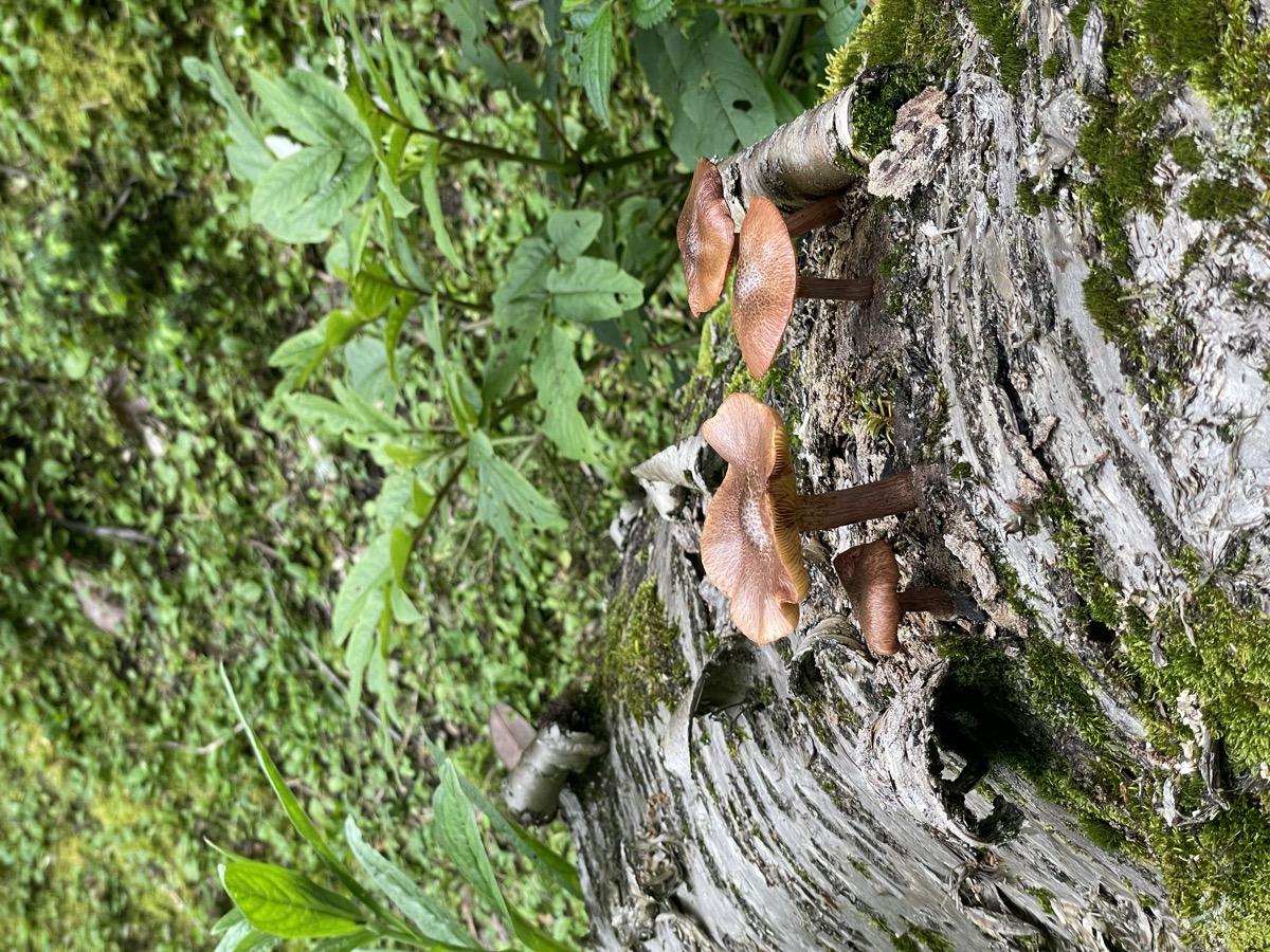 Grape Clusters