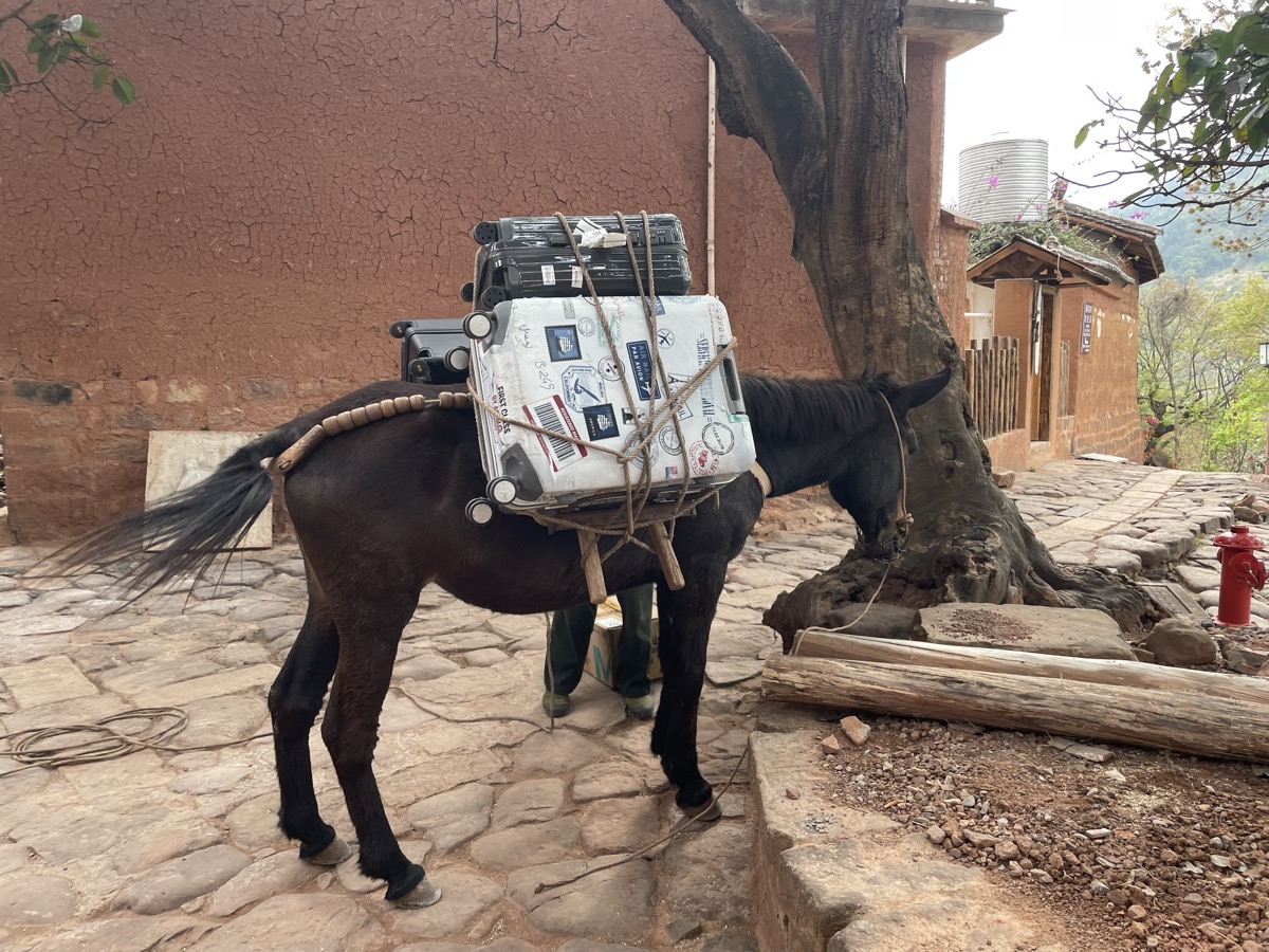 A pack horse in Yubeng village