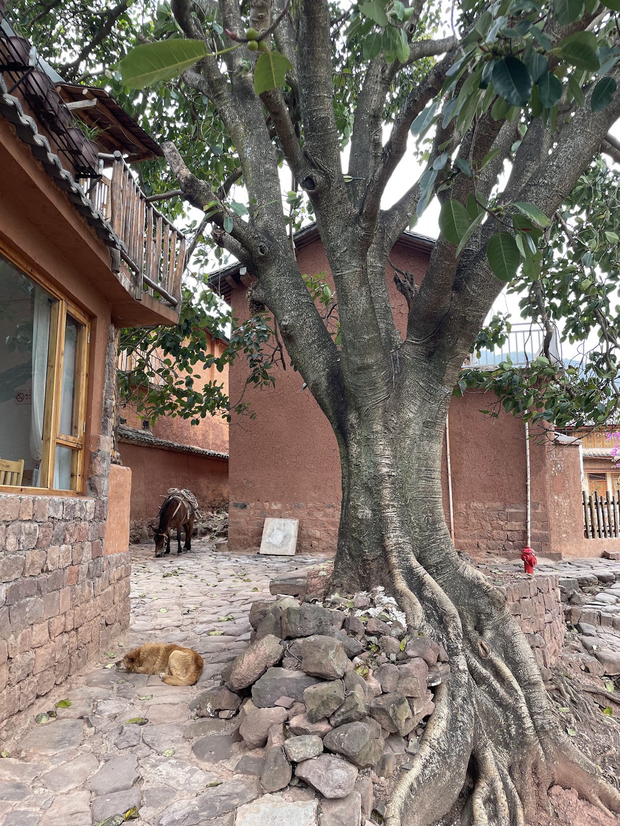 Ancient courtyard tree — the heartwood of the village
