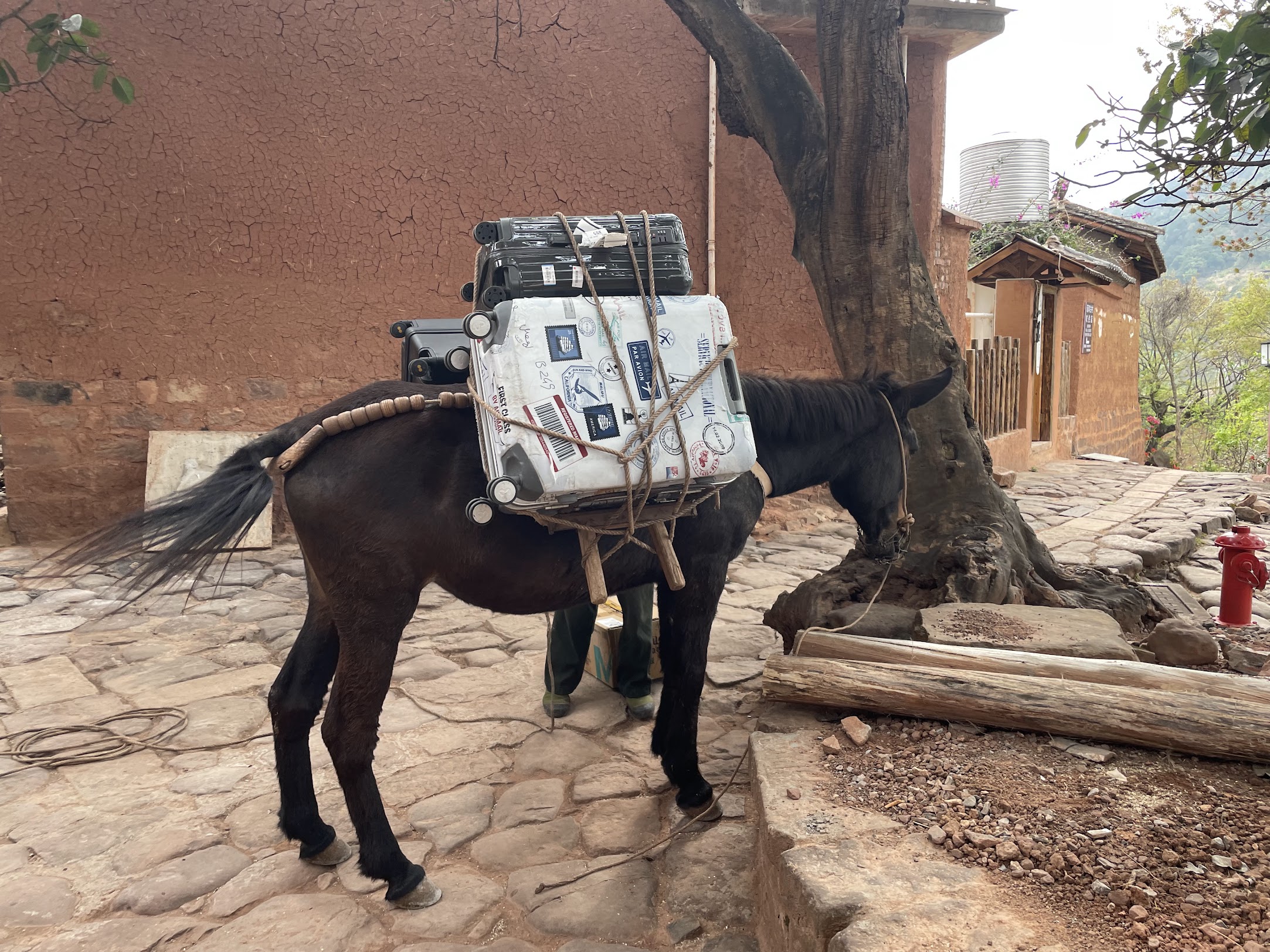 馱着行李的騾子 — 古代運輸的縮影