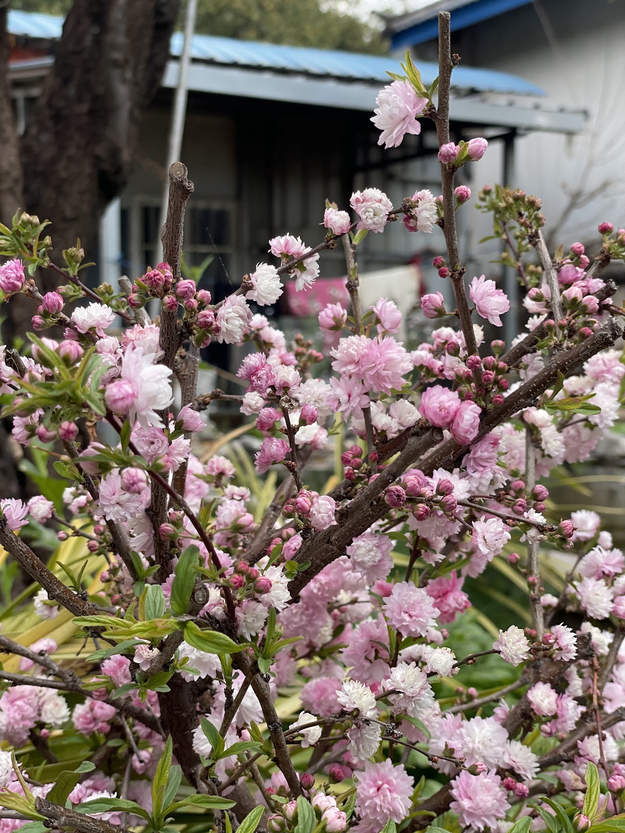 Spring in the Valley — cherry blossoms above the grey rooftops