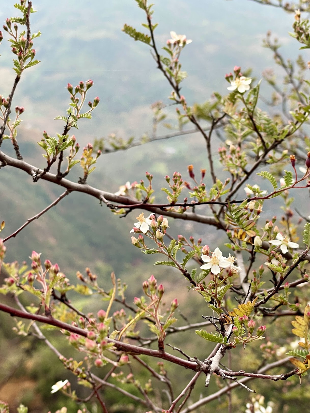 Valley in Bloom — white blossoms over the terraced hills