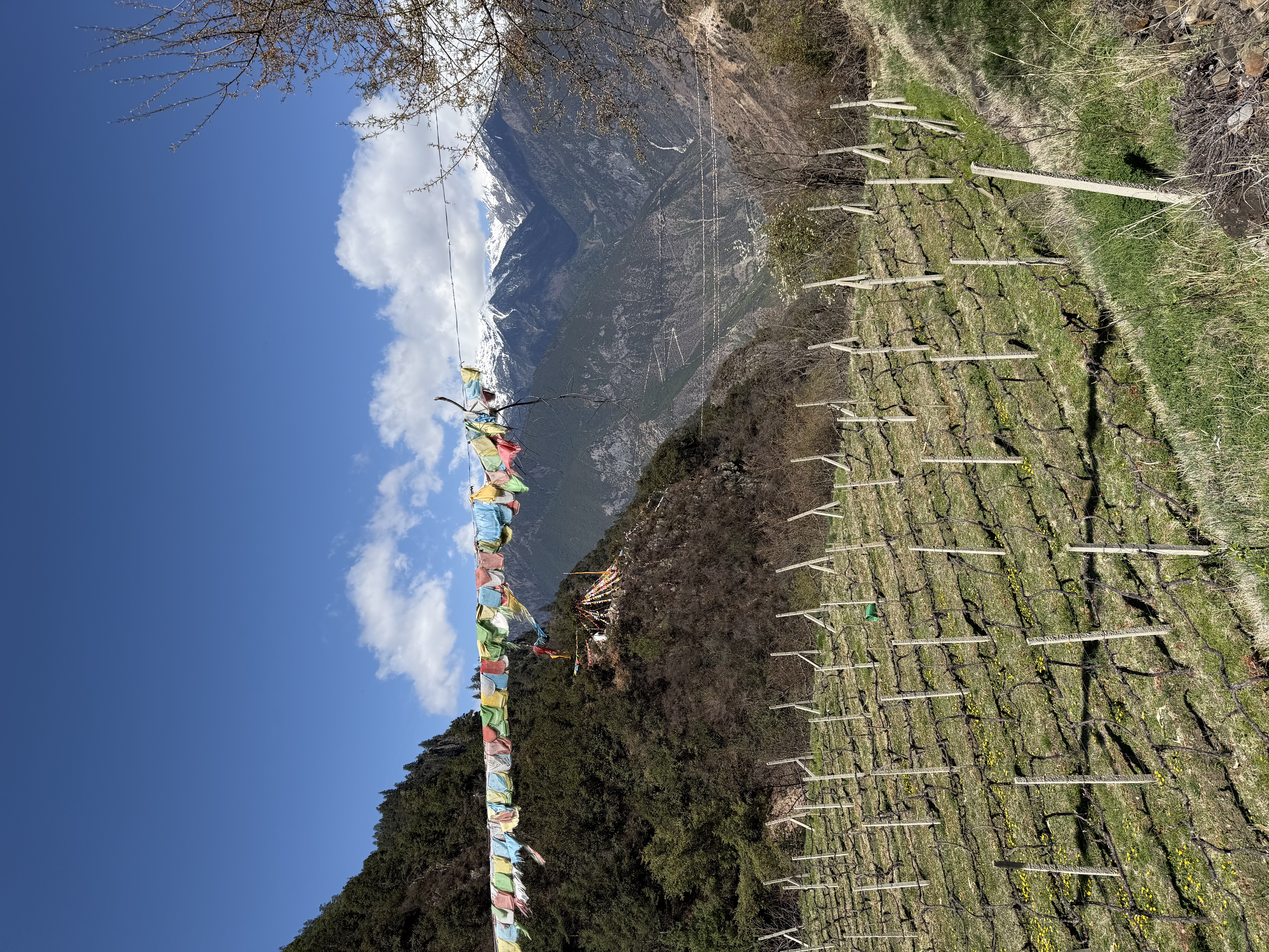 明永冰川旁的葡萄園，掛著經幡